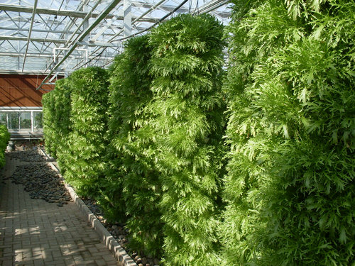 關(guān)于智能溫室大棚-立式無土栽培介紹（2）